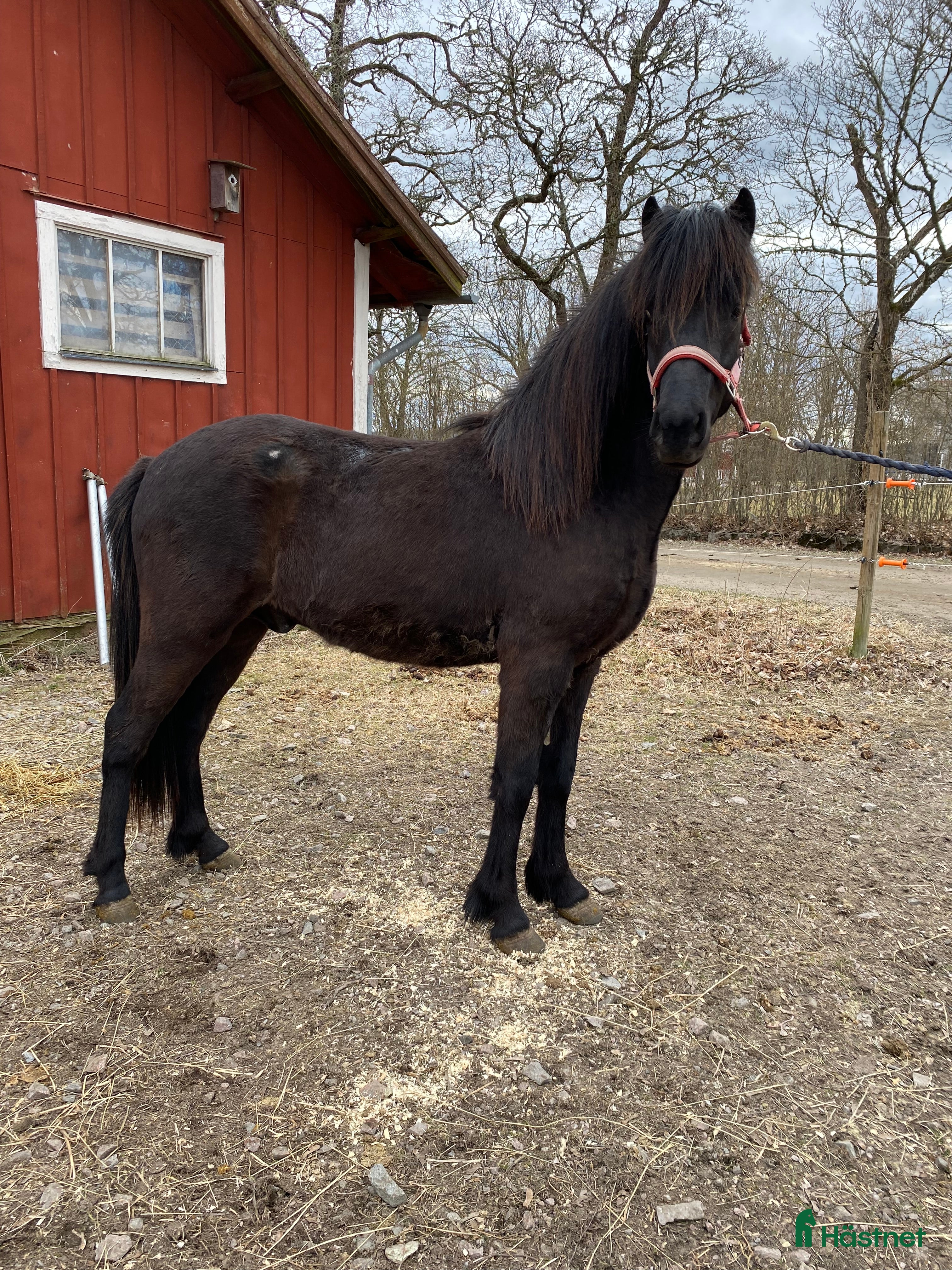  hästar Lovande unghingst! i By Kyrkby - Annons 17