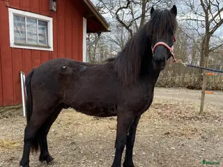 hästar Lovande unghingst! i By Kyrkby - Annons 17