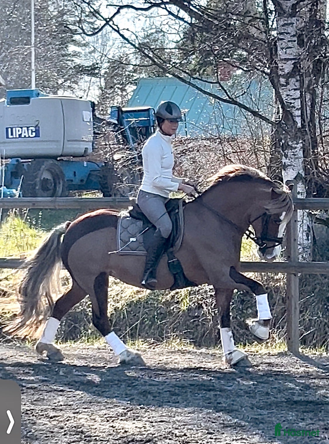 Dressyr hästar till salu: Vacker dressyrponny  i Färentuna - Annons 2