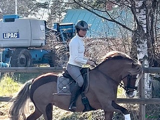 hästar Vacker dressyrponny i Färentuna - Annons 11