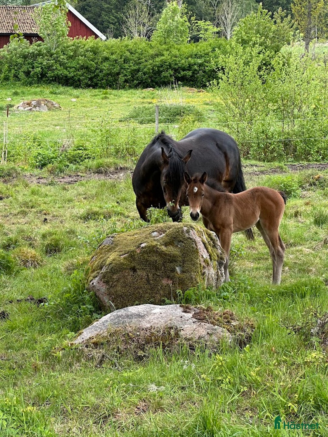 Allround hästar till salu: Stoföl, korsning appaloosa och kallblodstravare i Blidsberg - Annons 3