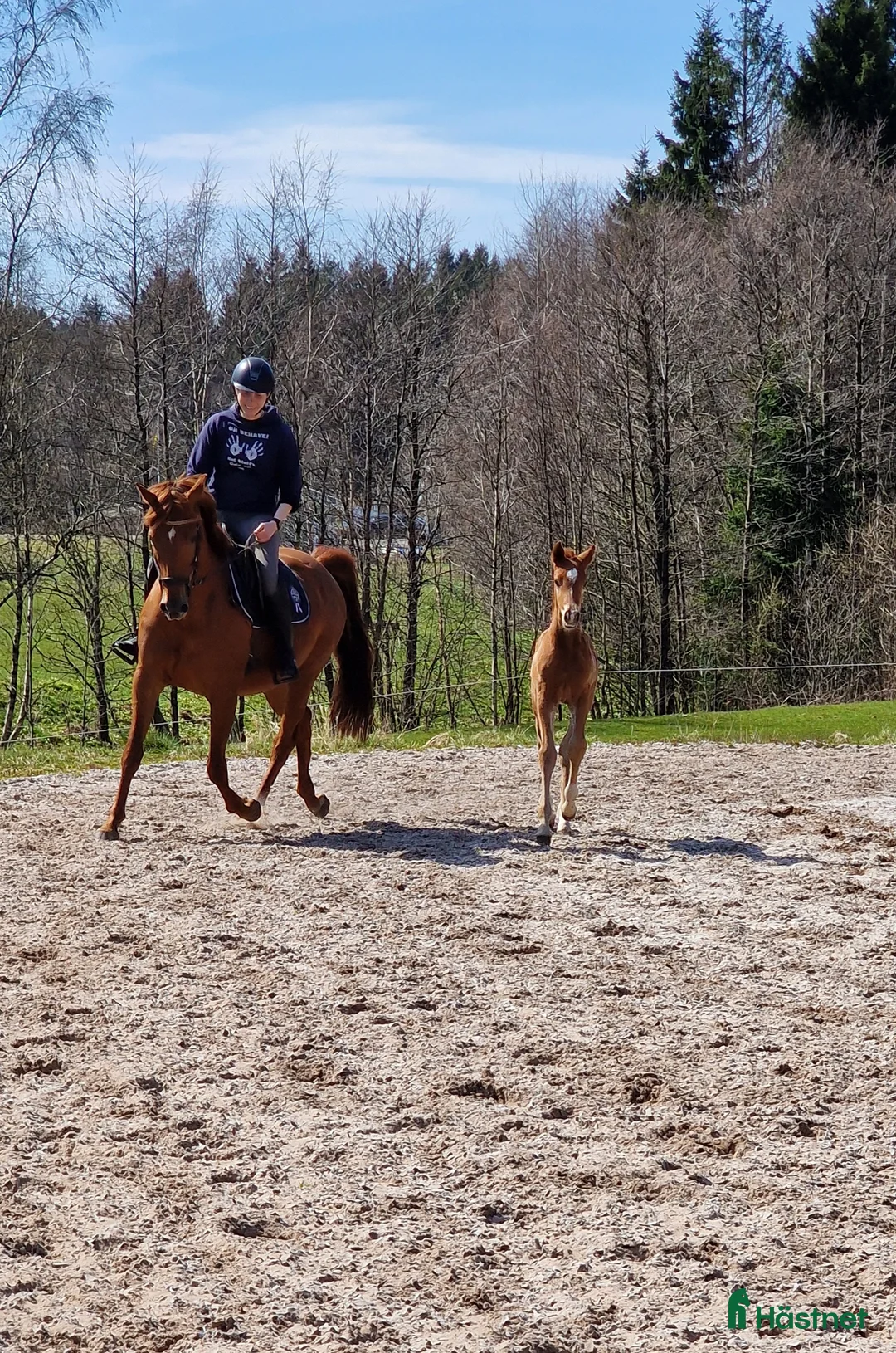 Dressyr hästar till salu: Stiligt tvåring efter Devin Franco - Annons 4