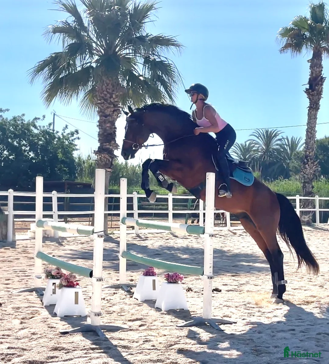 Allround hästar till salu: Talangfull Zangersheide hingst - Annons 2