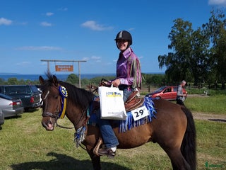 hästjobb Inridning, tillridning, grundhantering,lastträning i Vinninga - Annons 10