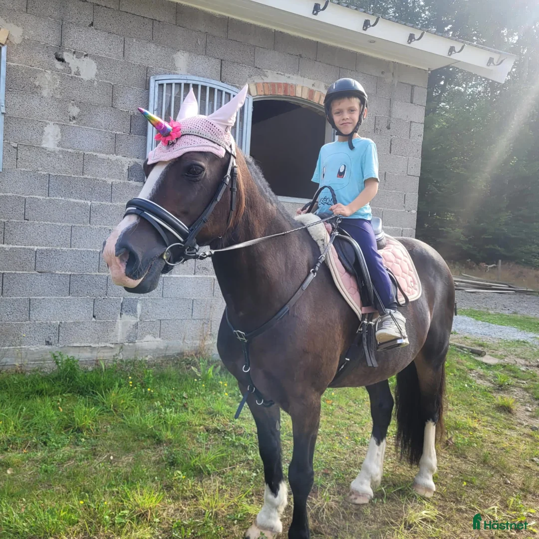  medryttarhäst finnes: Medryttare sökes ! till barnPonny  i Blekinge i Karlshamn - Annons 9