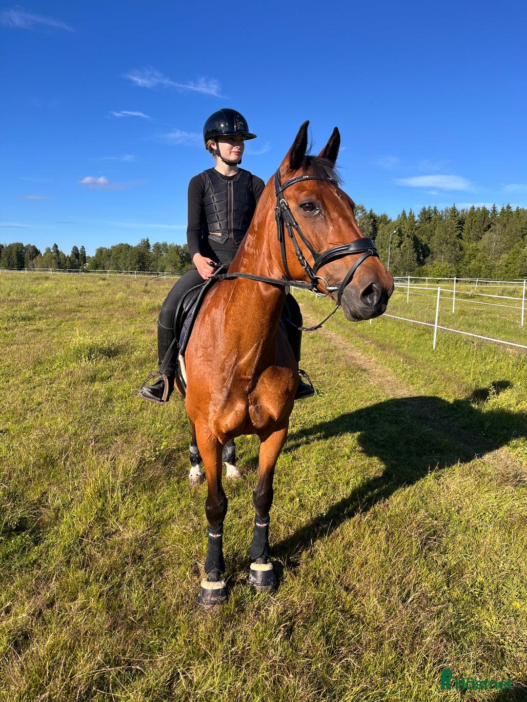 Hoppning hästar till salu: Snäll hopphäst i Malung - Annons 1