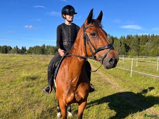 hästar Snäll hopphäst i Malung - Annons 10