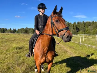 hästar Snäll hopphäst i Malung - Annons 6