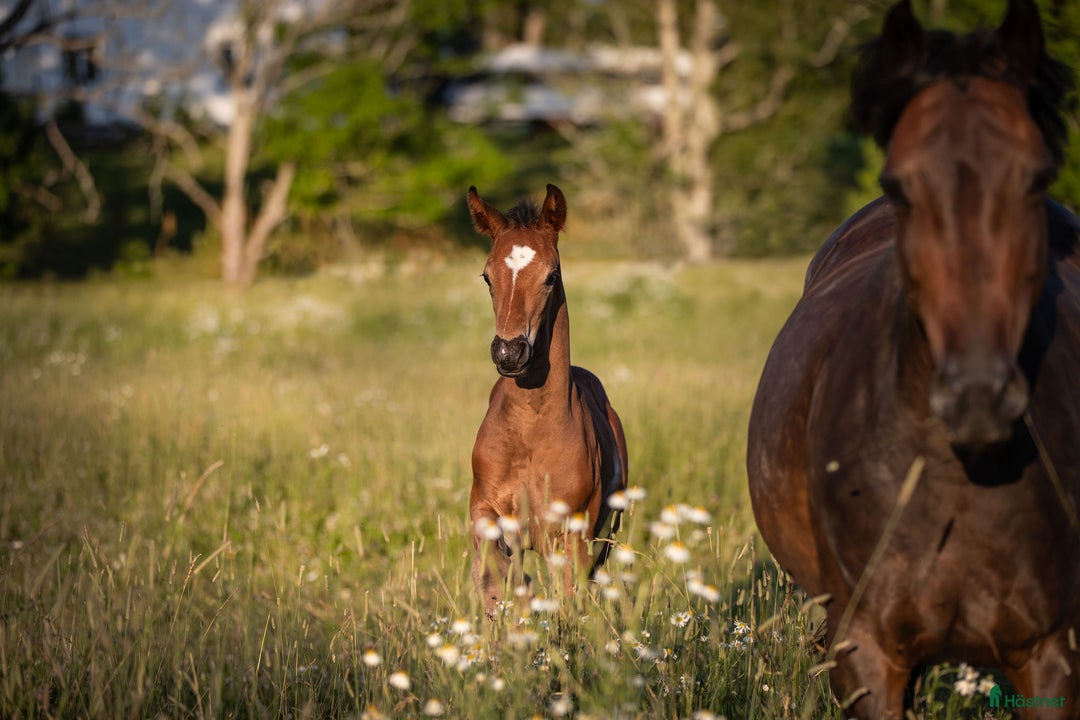 Dressyr hästar till salu: ⭐️ Hingstföl med karisma ⭐️ i Karlstad - Annons 7