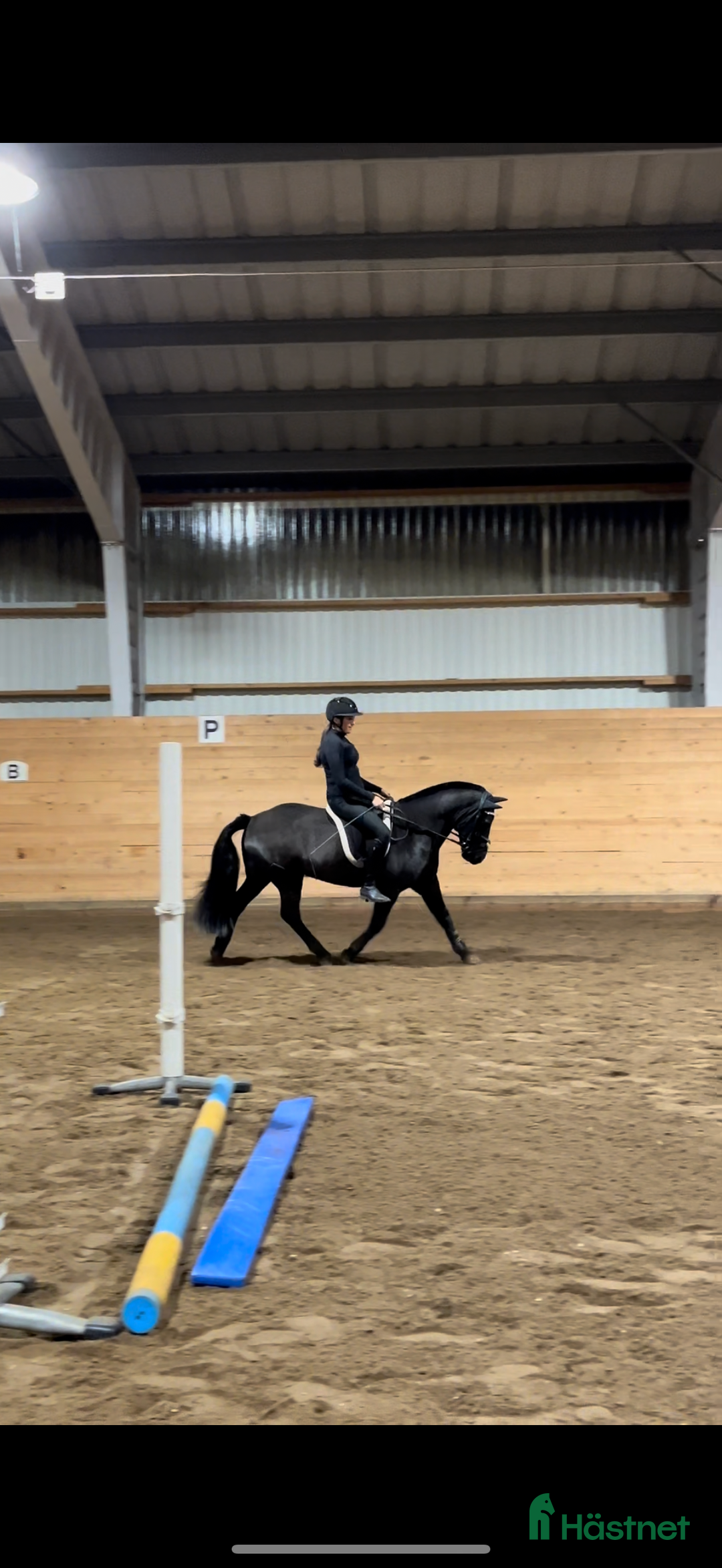 Allround hästar till salu: Ponnyn med potential för allt! i Sollentuna - Annons 4