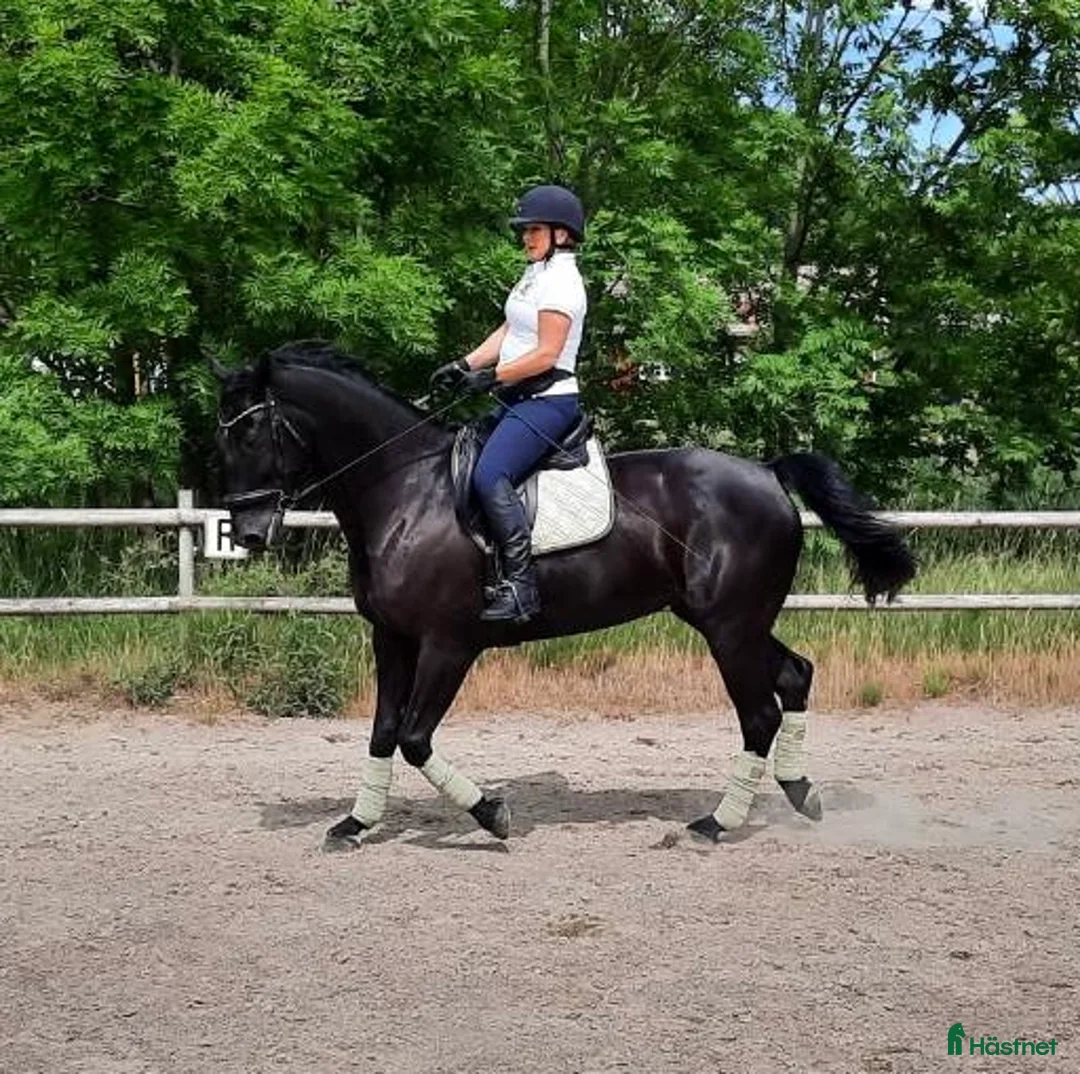 Dressyr hästar till salu: Dressyrhäst med hög ridbarhet - Annons 2