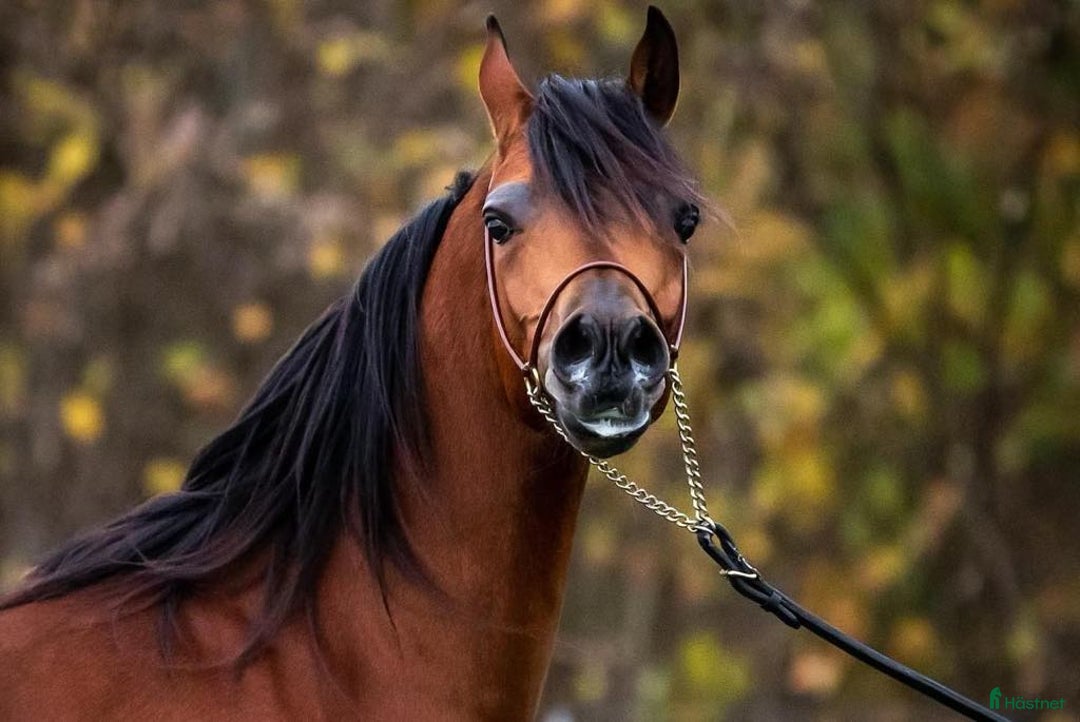 Allround hästar till salu: Smuk Ox araber hingst i Broby kommun - Annons 11