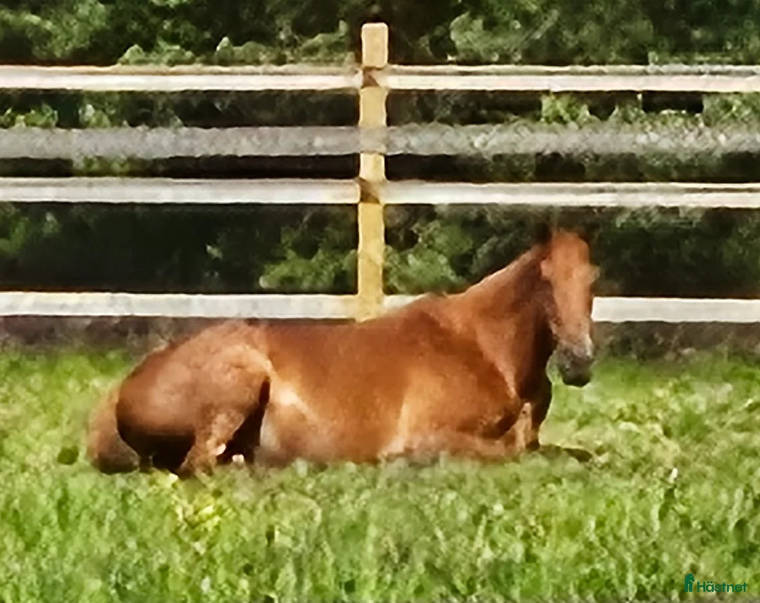 Avelshästar hästar till salu: Embryo-sto till avel - Annons 3