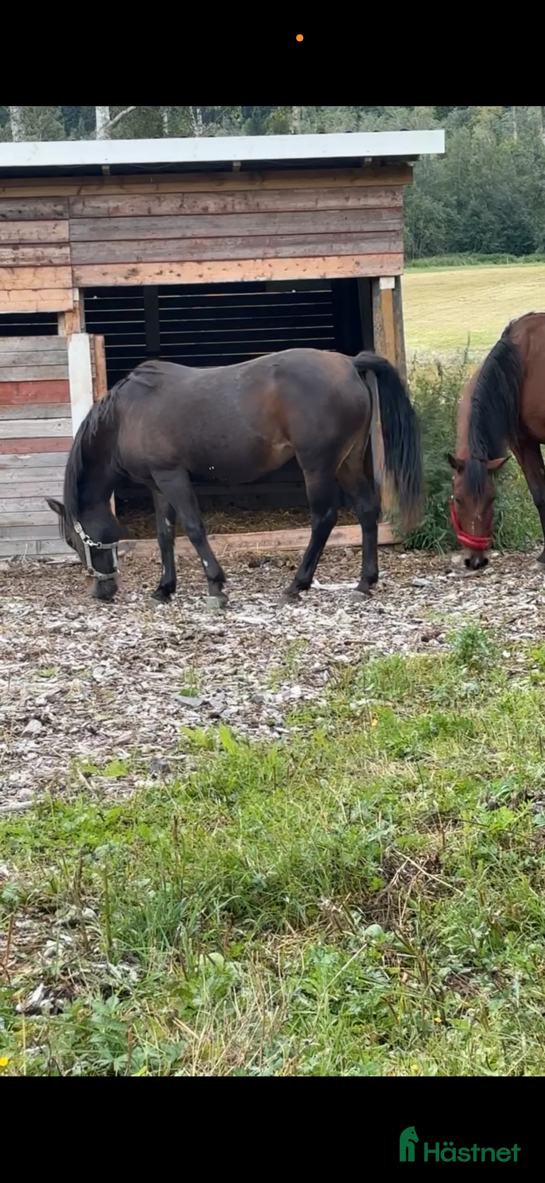 Sällskap hästar till salu: Ponny till sällskap i Alnö - Annons 2