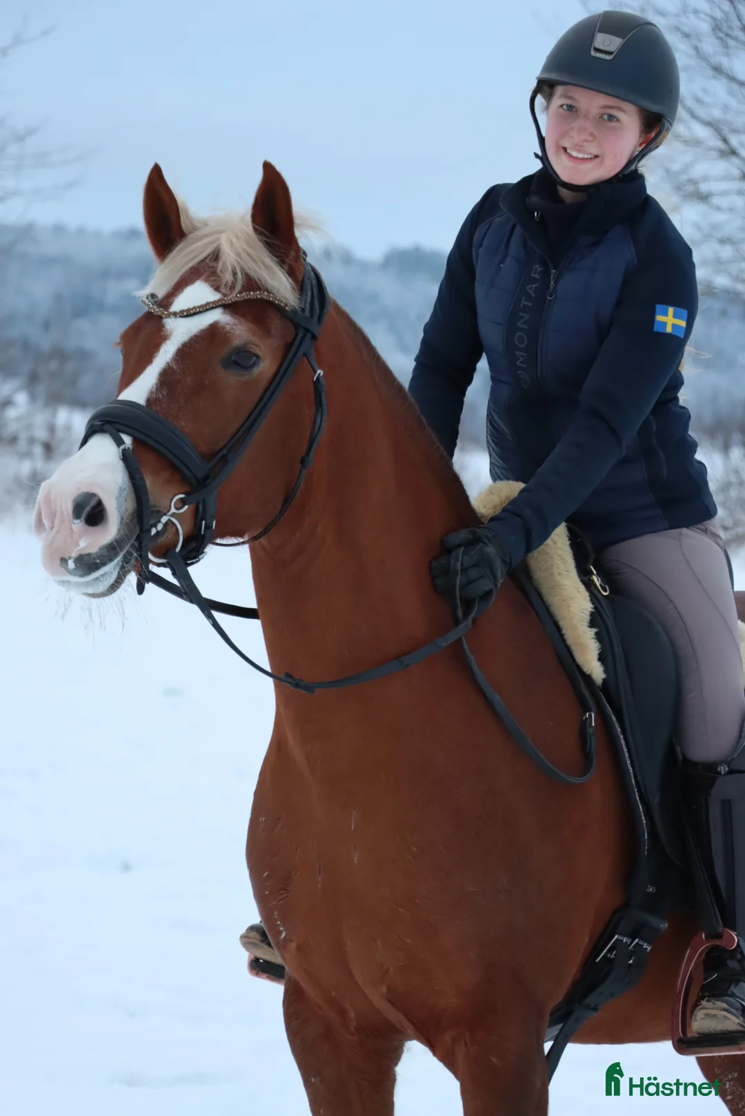 Dressyr hästar till salu: Dressyrponny - Annons 1