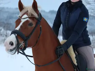 Dressyr hästar till salu: Dressyrponny - Annons 1