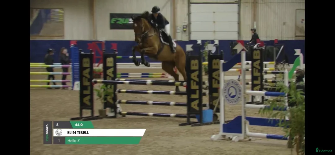 Hoppning hästar till salu: Fin hopphäst med stor kapacitet – 9-årig valack - Annons 1