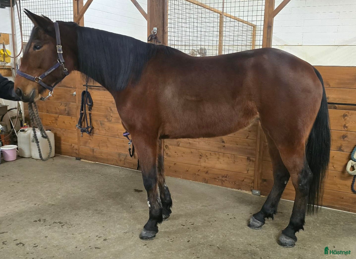  hästar Avelssto, sällskapshäst? - Annons 2