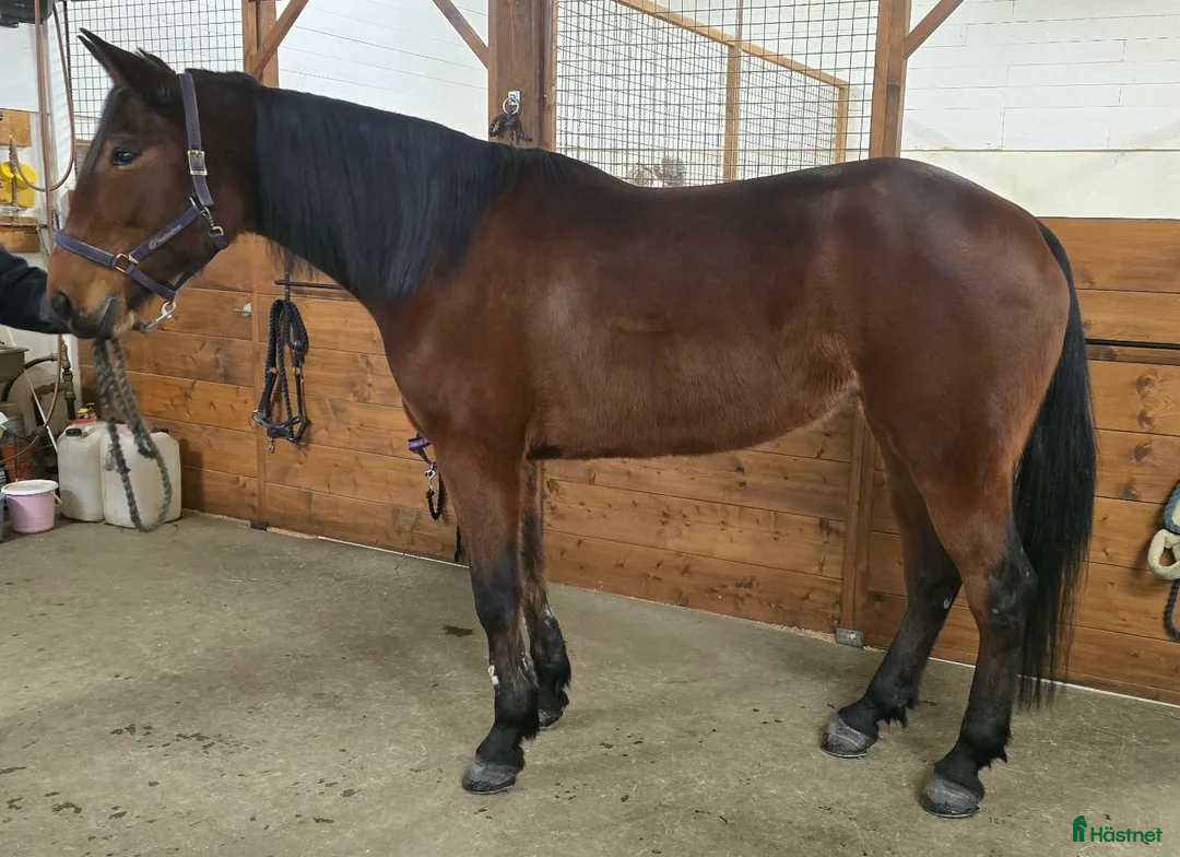 Avelshästar hästar till salu: Avelssto, sällskapshäst? - Annons 2