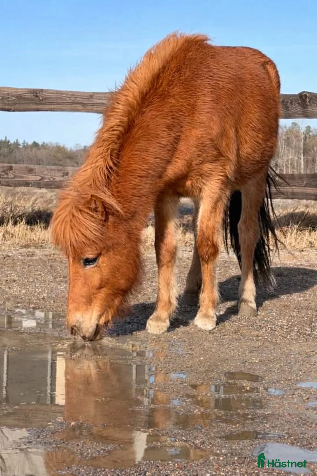 Island hästar till salu: Lovande islandshäststo -24 med fin stam - Annons 5
