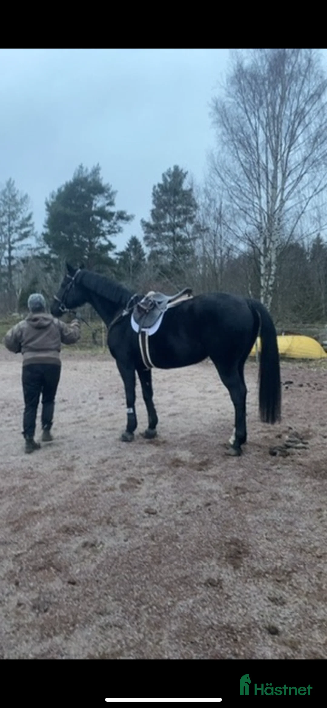 Hoppning hästar till salu: Matcho Man – Fin häst med kapacitet i Ödeshög - Annons 7