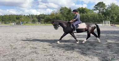  hästar i Rakkestad - Annons 11
