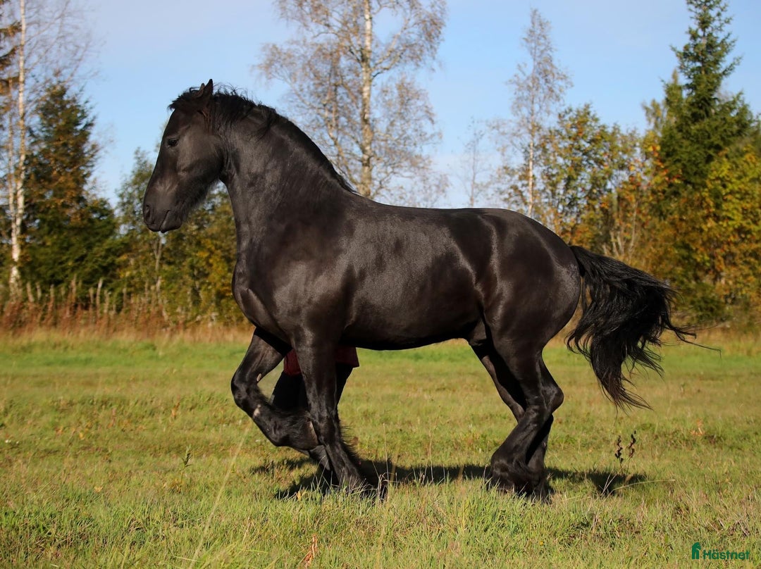 Allround hästar till salu: **Exceptional Horse for Sale** - Annons 3