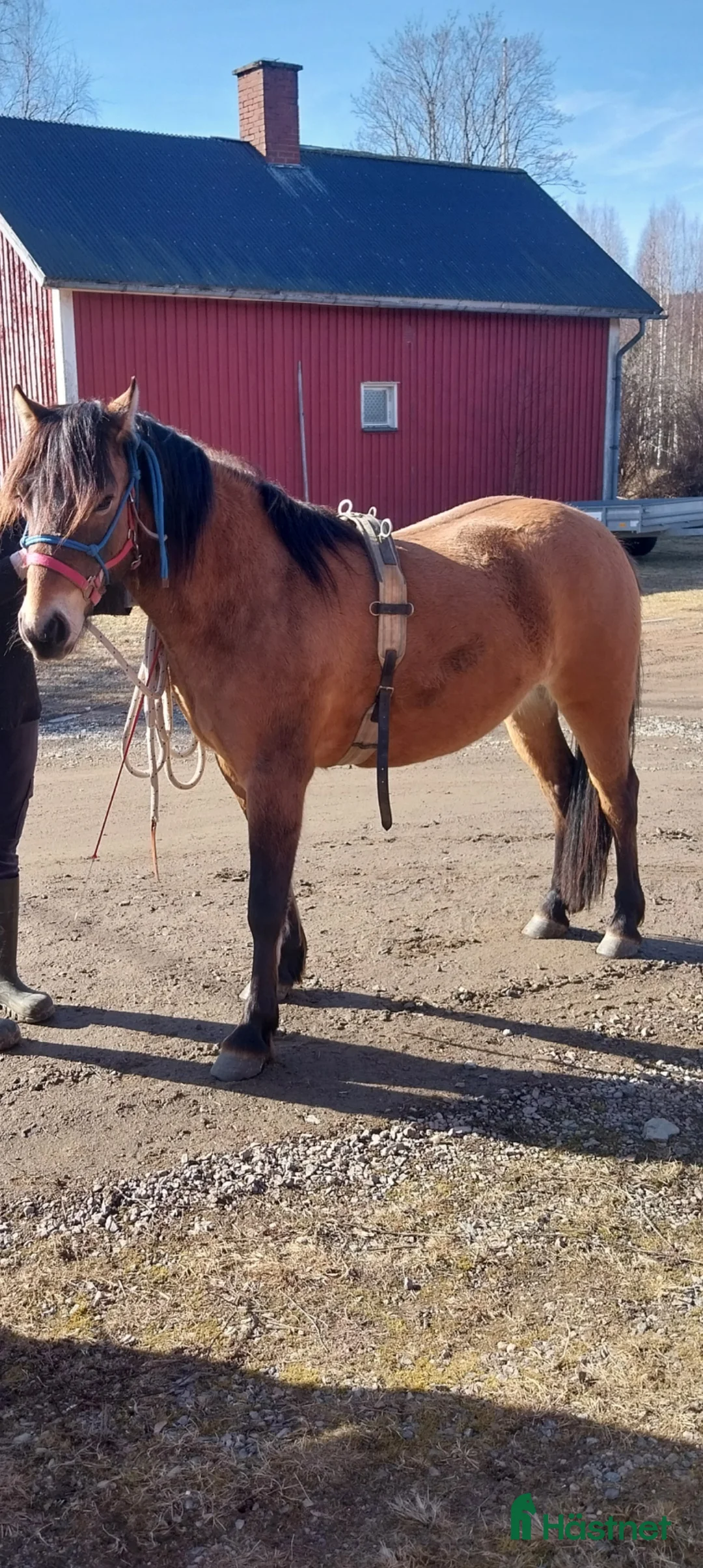 Allround hästar till salu: Fin ponny i Rottneros - Annons 4