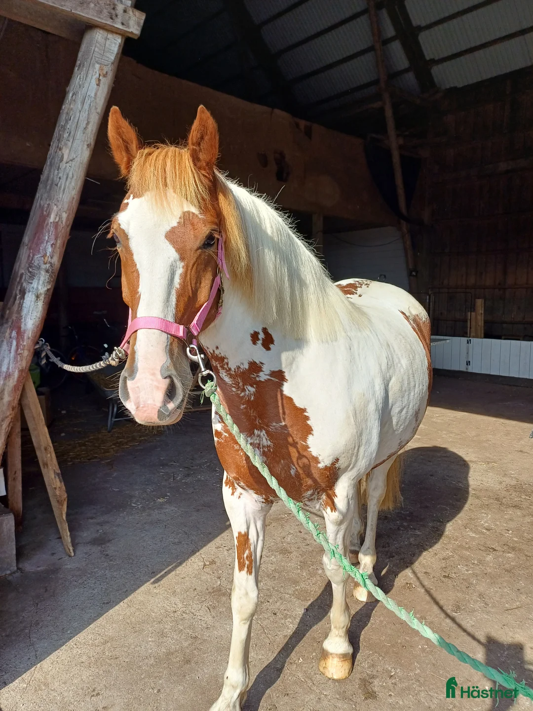 Allround hästar till salu: Positiv valack - Annons 6