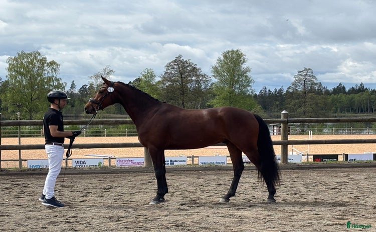  hästar i Lekeryd - Annons 4