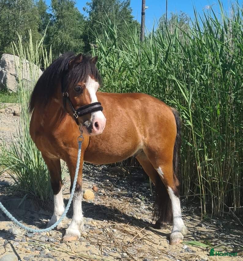  hästar Söt Welsh Mountain  i Bjästa - Annons 19