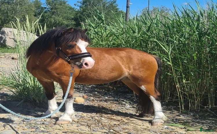  hästar i Bjästa - Annons 17