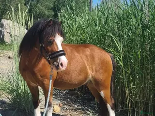 hästar Söt Welsh Mountain i Bjästa - Annons 18