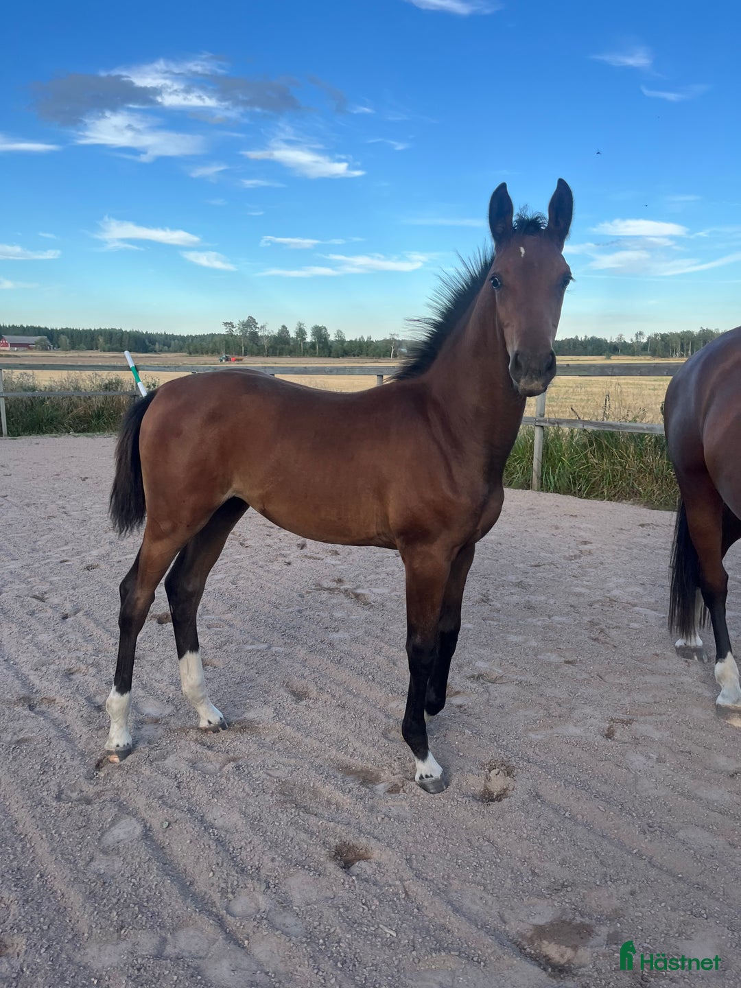 Fälttävlan hästar till salu: Prissänkt! Sto -25 Fälttävlansämne, supersocial! i Väring - Annons 2