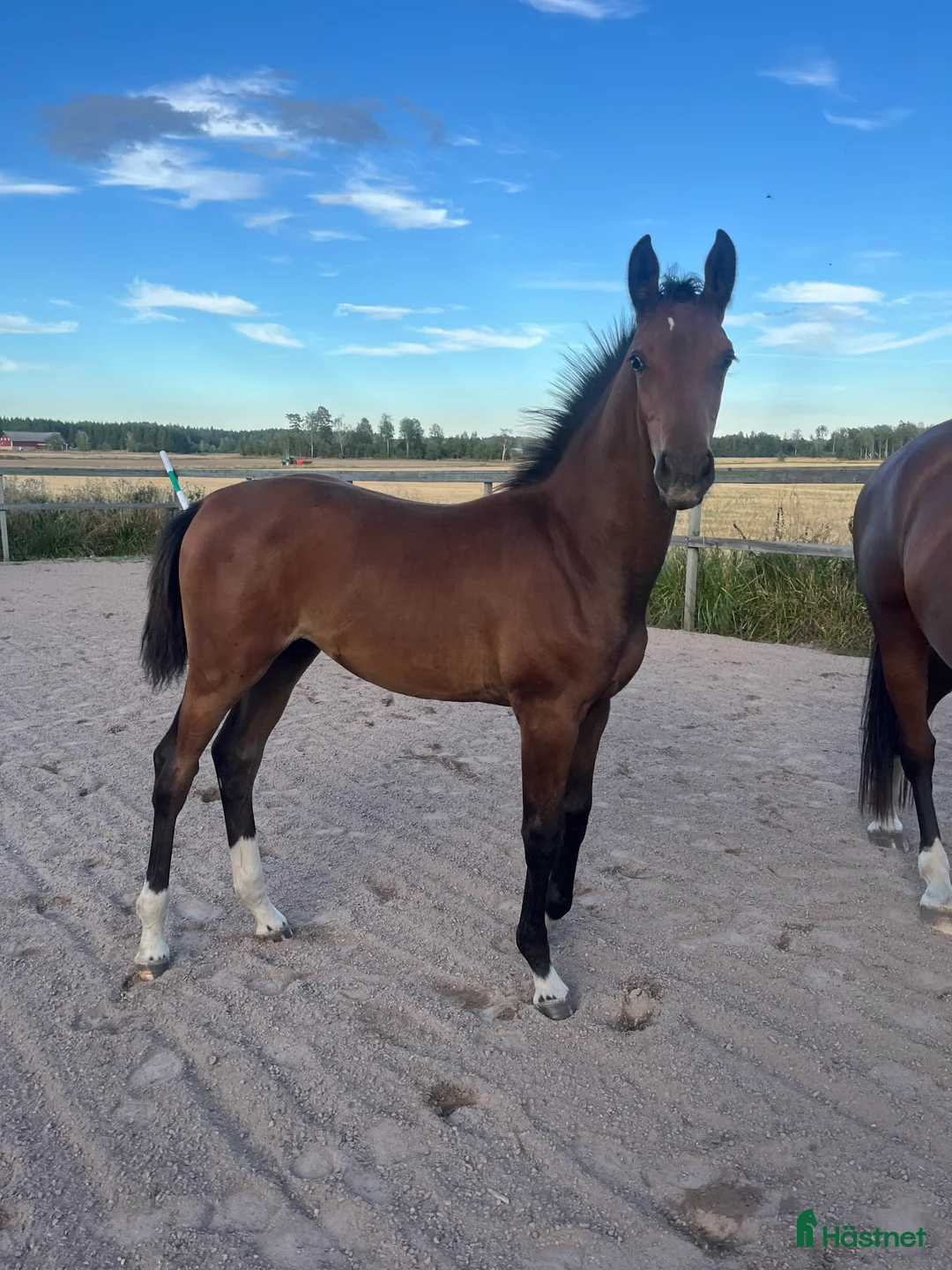 Fälttävlan hästar till salu: Prissänkt! Sto -25 Fälttävlansämne, supersocial! i Väring - Annons 2