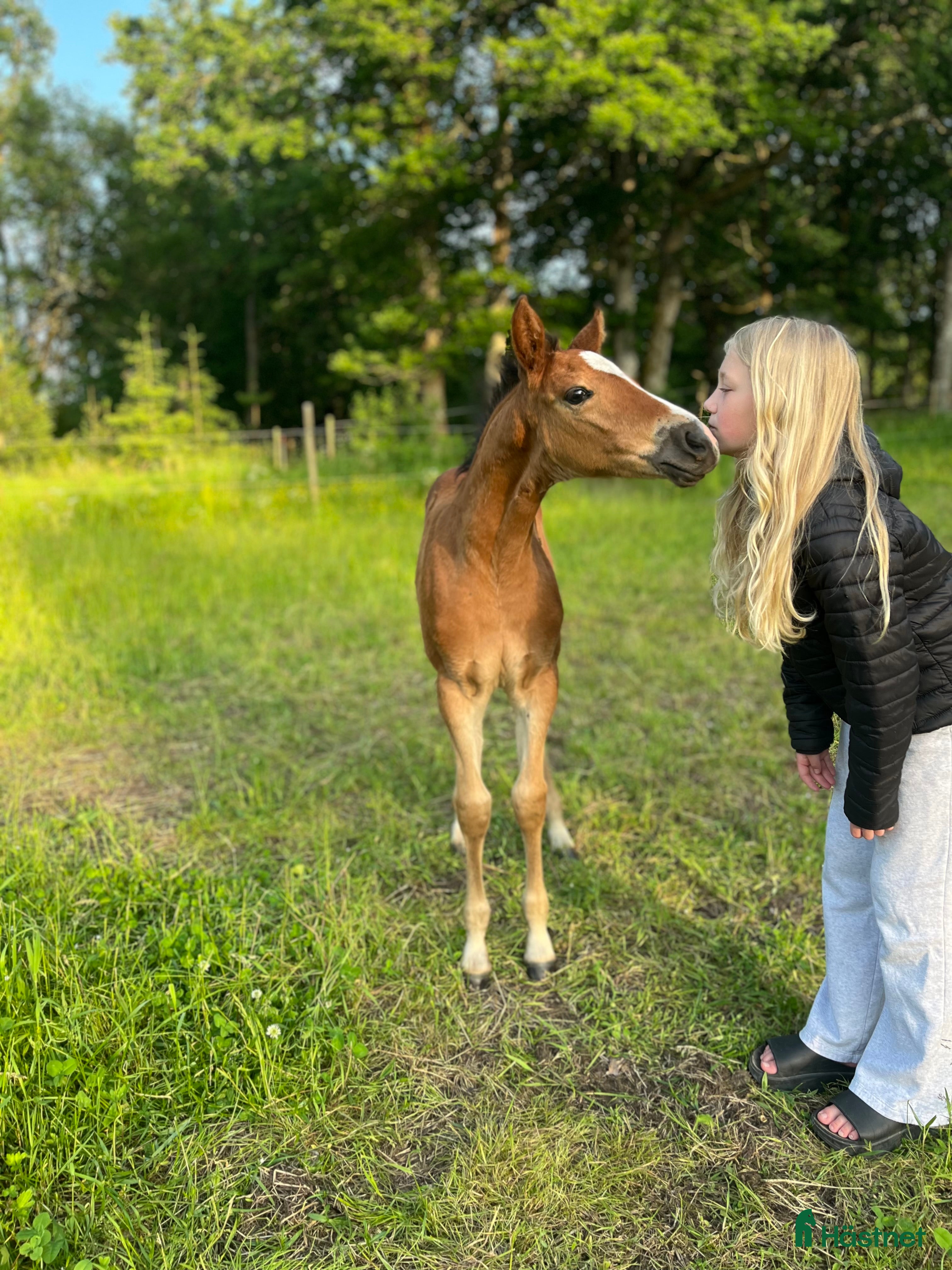  hästar Framtida tävlingsponny med Galouetblod ⭐️ i Gislaved - Annons 19