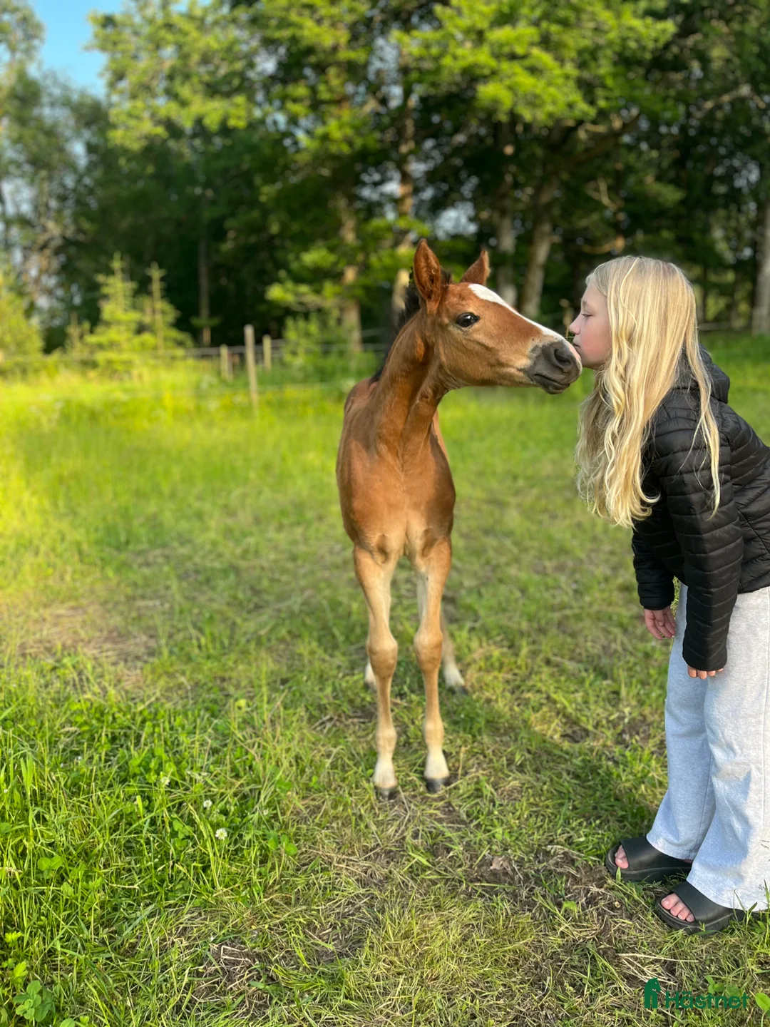 Allround hästar till salu: Framtida tävlingsponny med Galouetblod ⭐️ i Gislaved - Annons 1