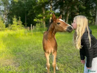 hästar Framtida tävlingsponny med Galouetblod ⭐️ i Gislaved - Annons 2
