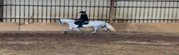 Hoppning hästar till salu: Jumping pony - Annons 15