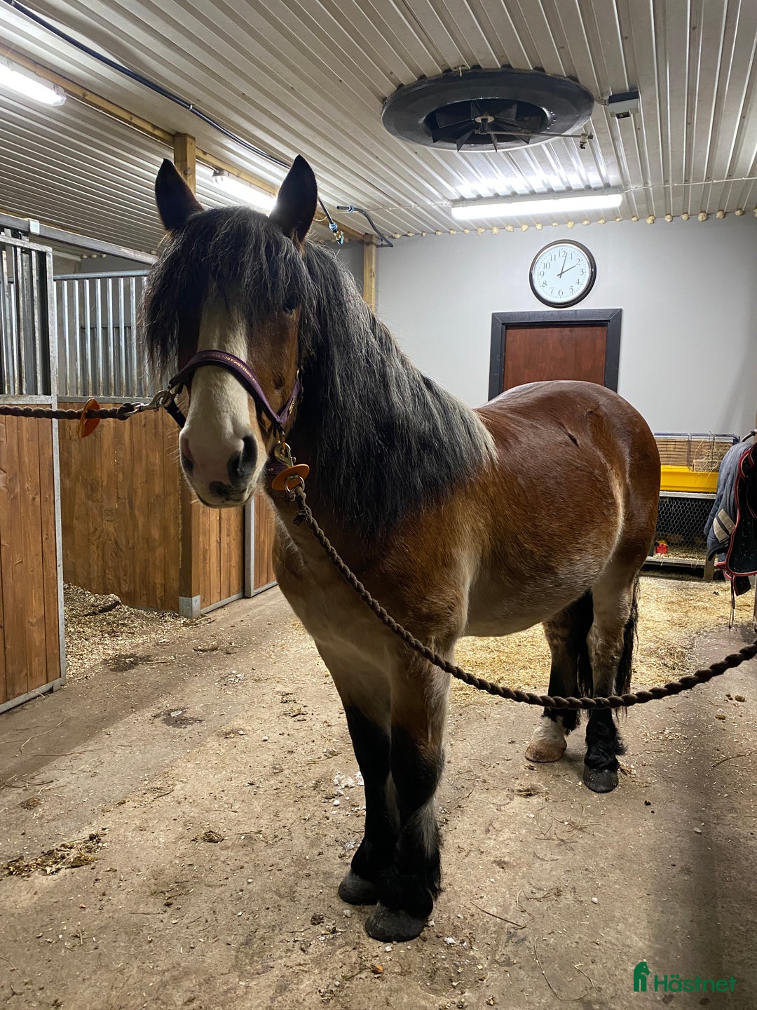 Allround hästar till salu: Gulliver i Österbybruk - Annons 1
