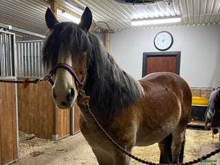 hästar Gulliver i Österbybruk - Annons 4