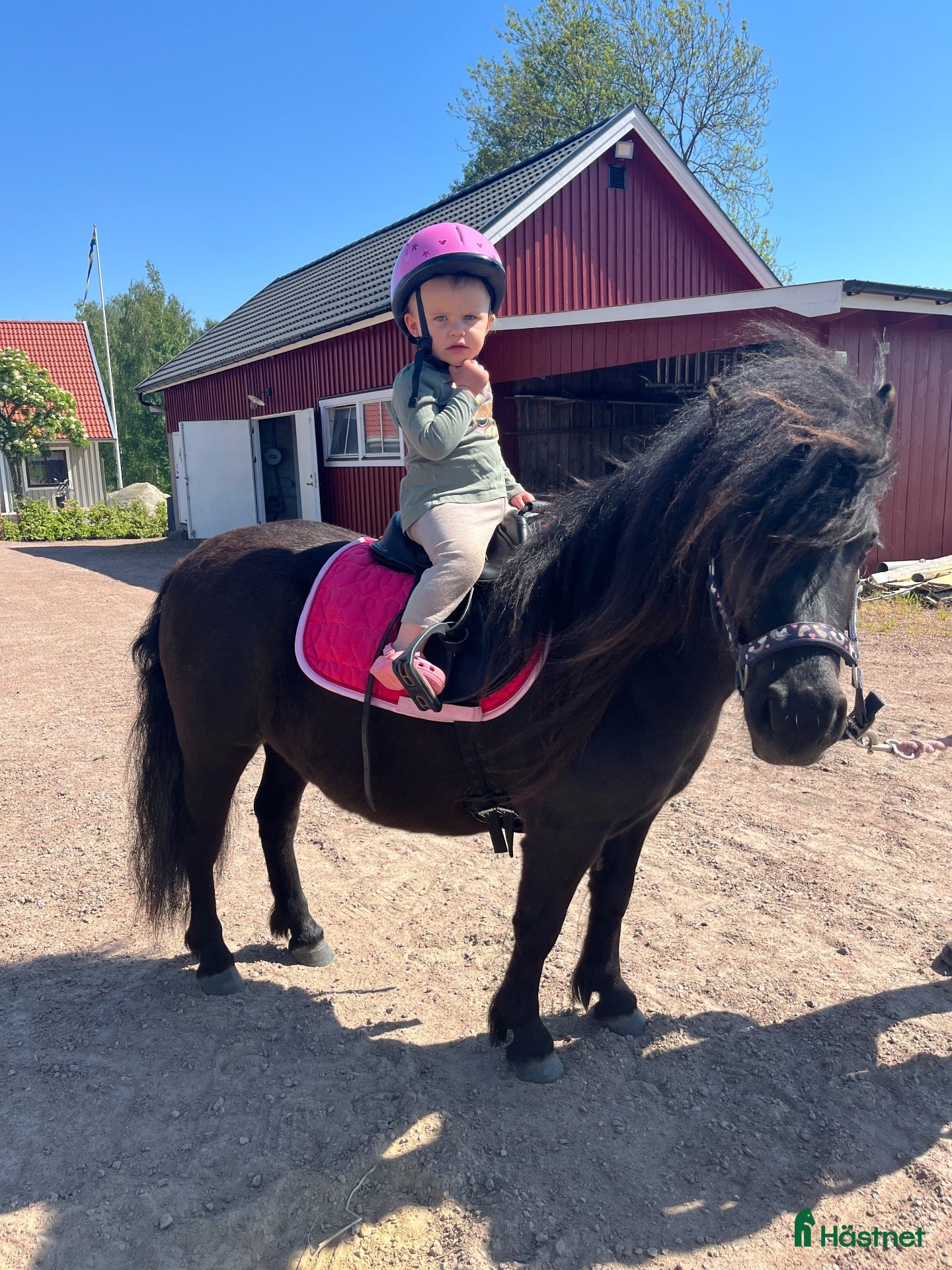  hästar Världens snällaste shettis - Annons 18