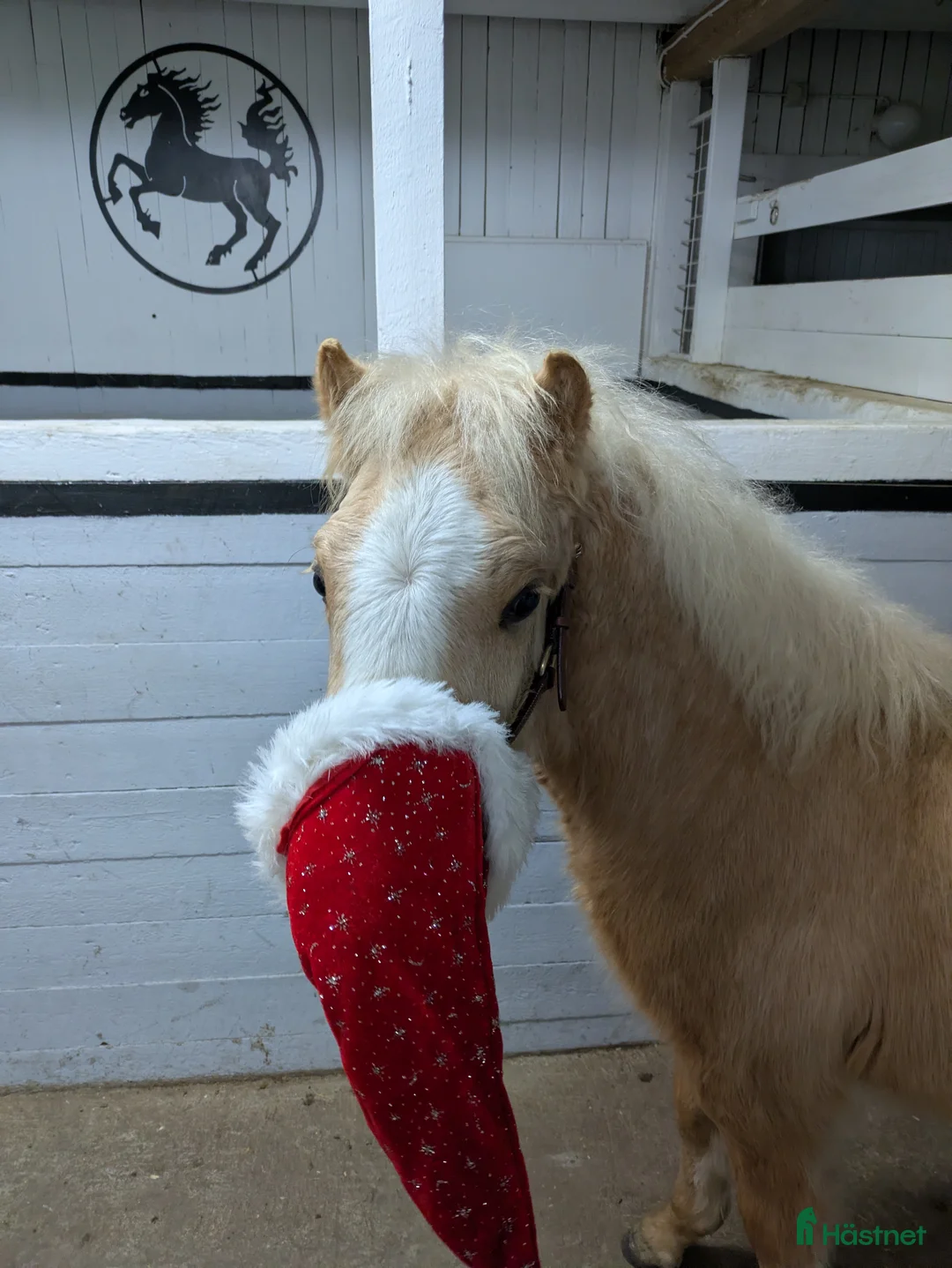 Allround hästar till salu: Vacker Lovande Kille . - Annons 4