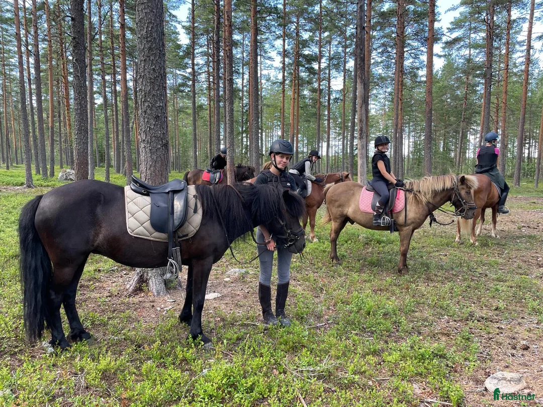  hästservice finnes: Ridläger i vackra Bergslagen! i Riddarhyttan - Annons 11