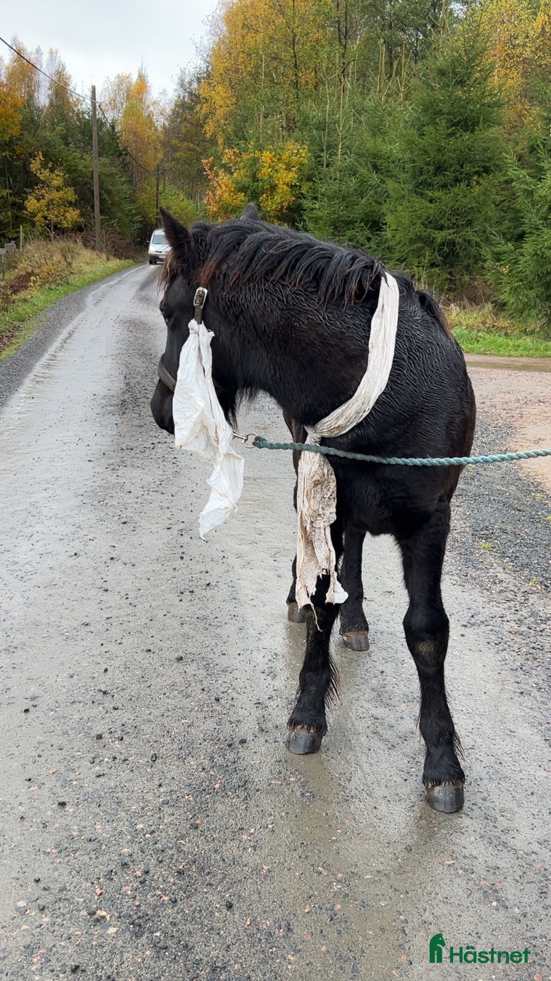 Allround hästar till salu: Allsidig hingstunge i Höör - Annons 6