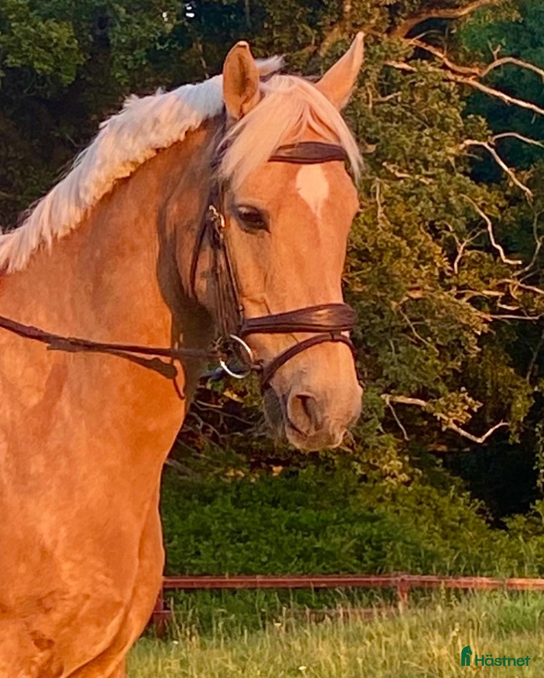 Allround hästar till salu: Cool Läromästare i Lidingö - Annons 6