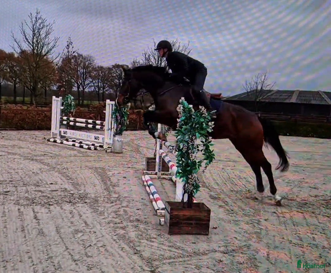 Hoppning hästar till salu: Välbalanserat 5års sto i Dösjebro - Annons 3