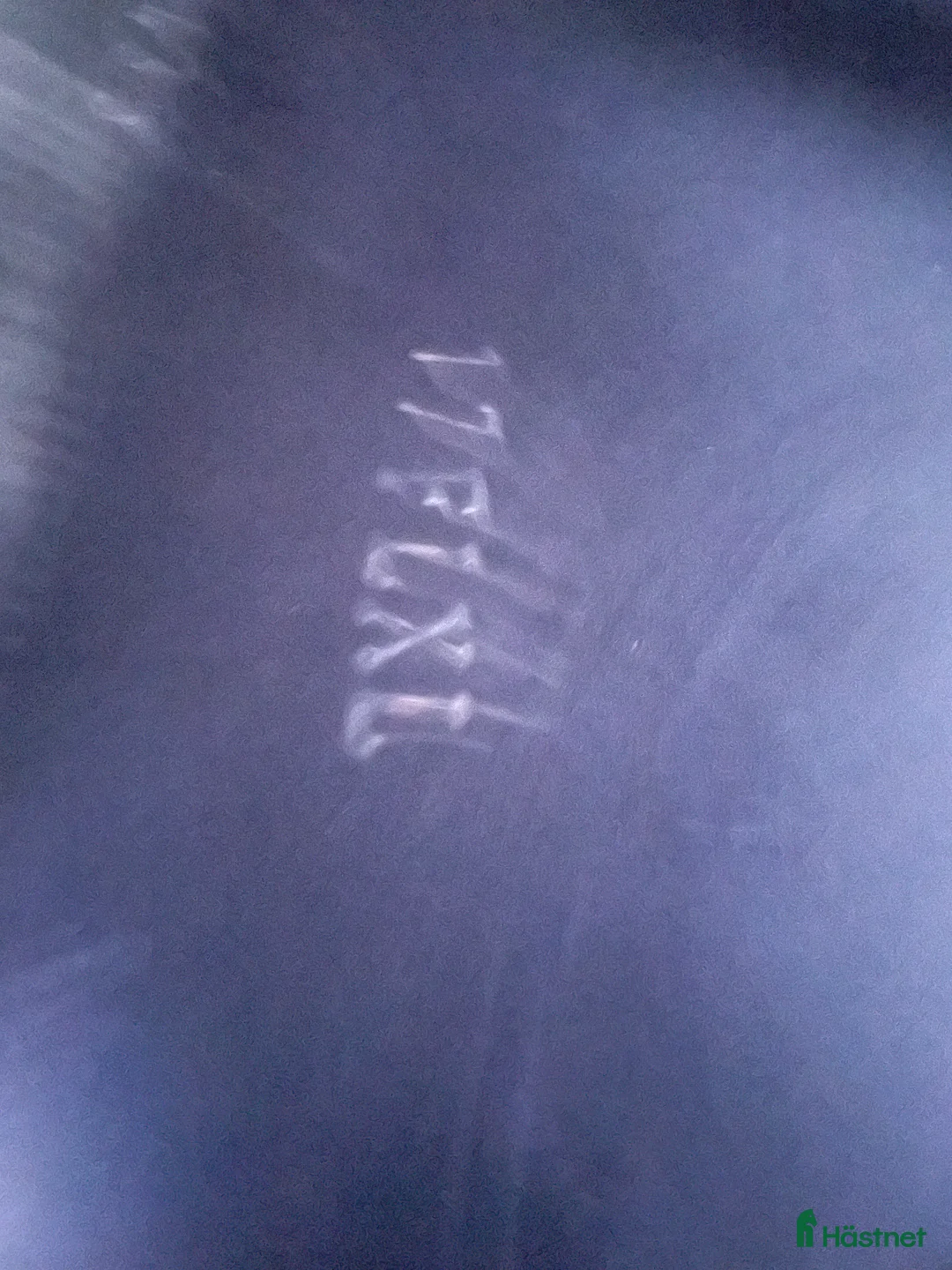 Sadlar hästutrustning till salu: Draupnir Fenrir i Upplands Väsby - Annons 4