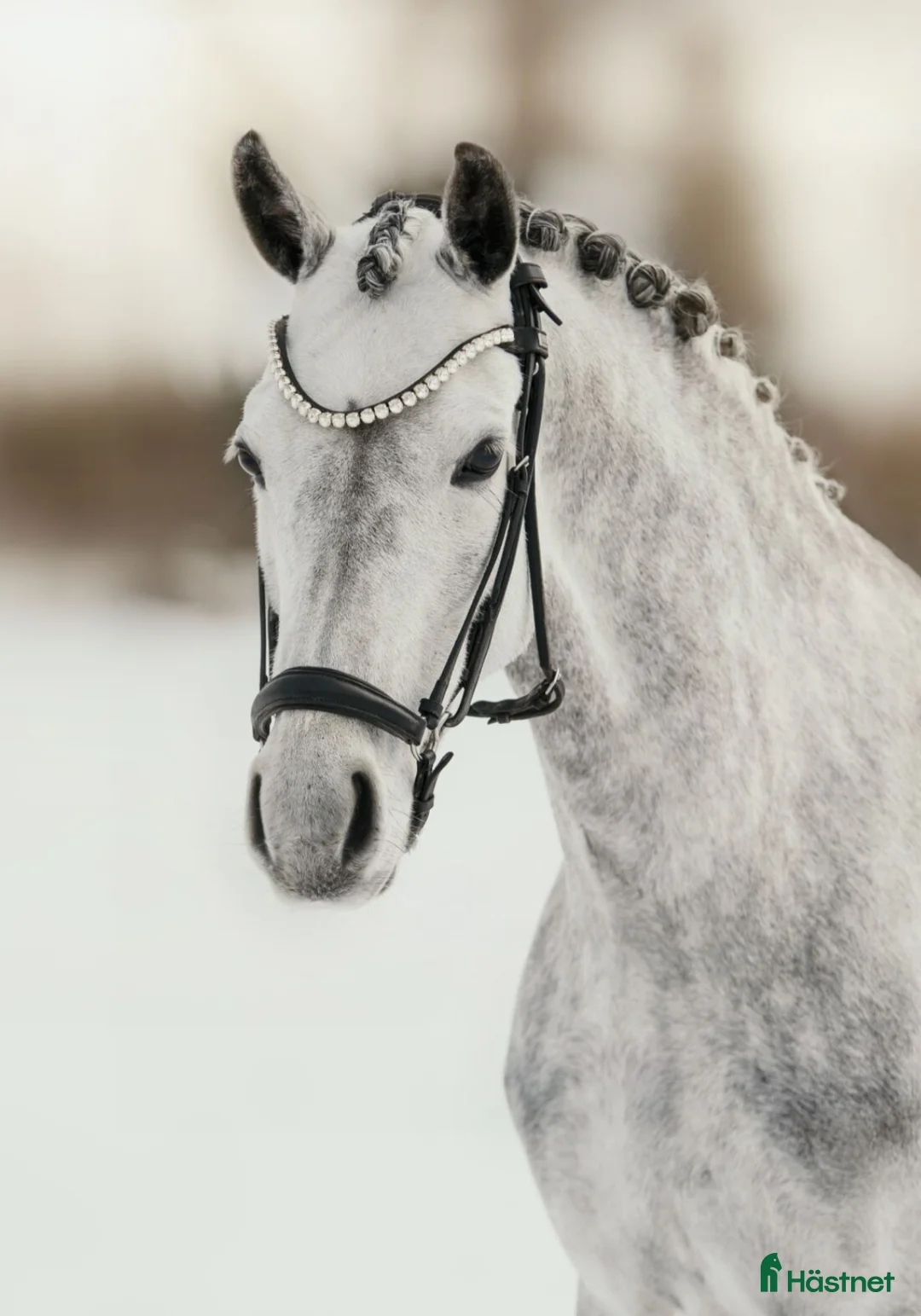 Dressyr hästar till salu: Guldbelönat dressyrsto  - Annons 2