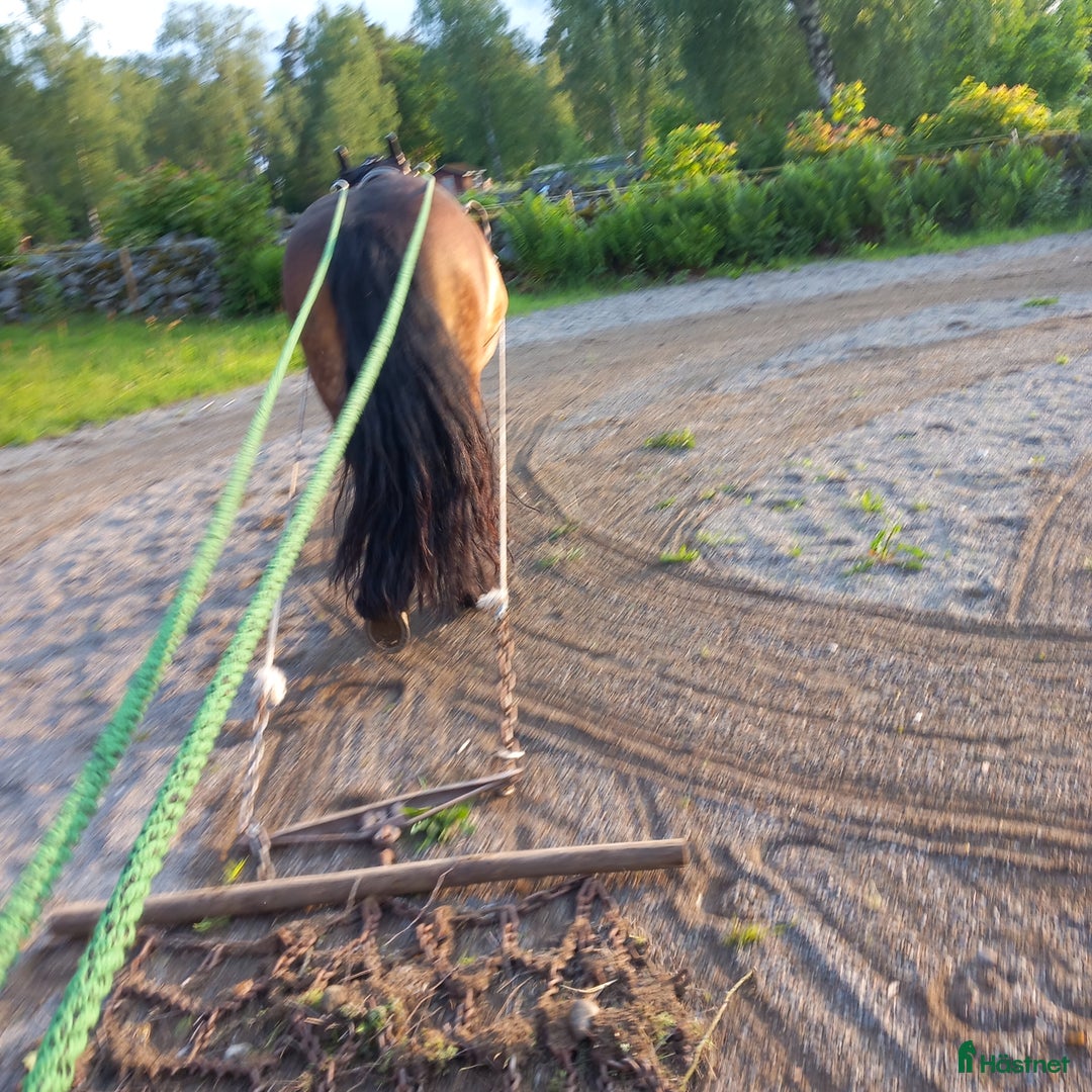 Körning hästar till salu: Kör/allround häst i Hallabro - Annons 2